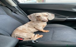 Miniature Dachshund dogs for sale: Miniature dachshunds  - Image 11