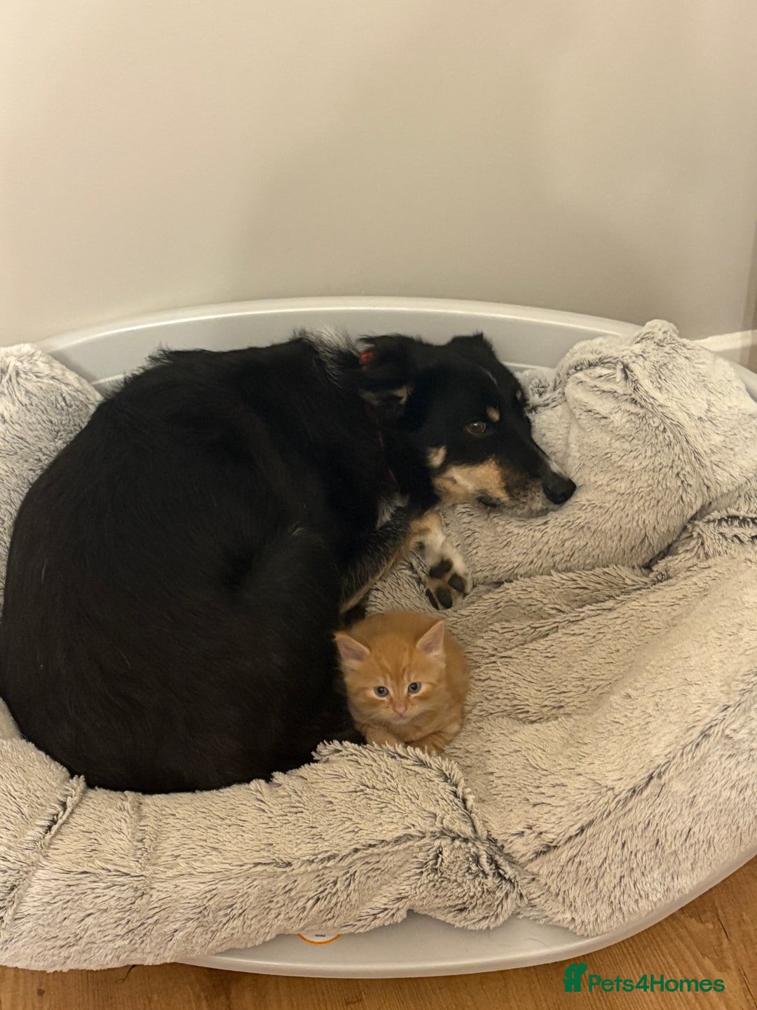 Mixed Breed cats for sale: beautiful kittens for sale - Image 4