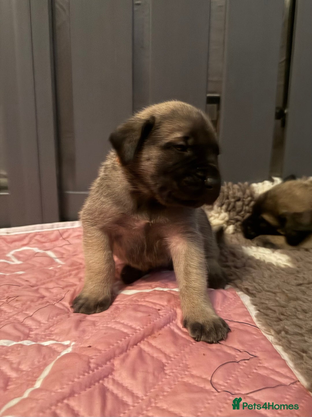 Mastiff dogs for sale: KC English mastiff Puppies  - Advert 19