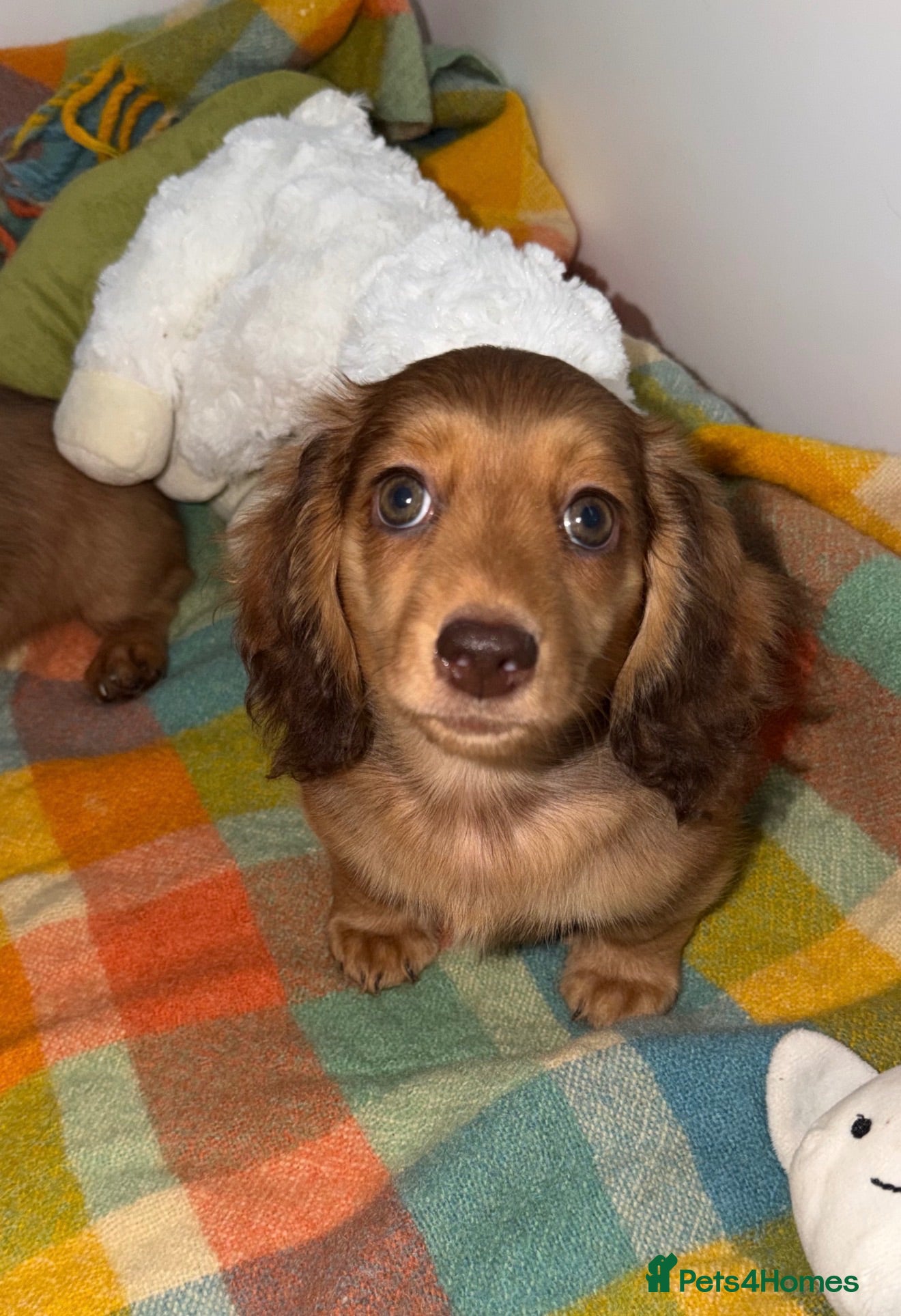 Miniature Dachshund dogs 🩷Stunning Long Haired Mini Dachshunds💙 - Advert 1