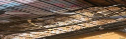 Rat rodents for sale: 2 male white rats and full cage for sale in Castleford - Advert 5