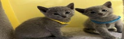Russian Blue cats for sale: TICA REGISTERED Pure Breed Russian Blue Kittens - Advert 14