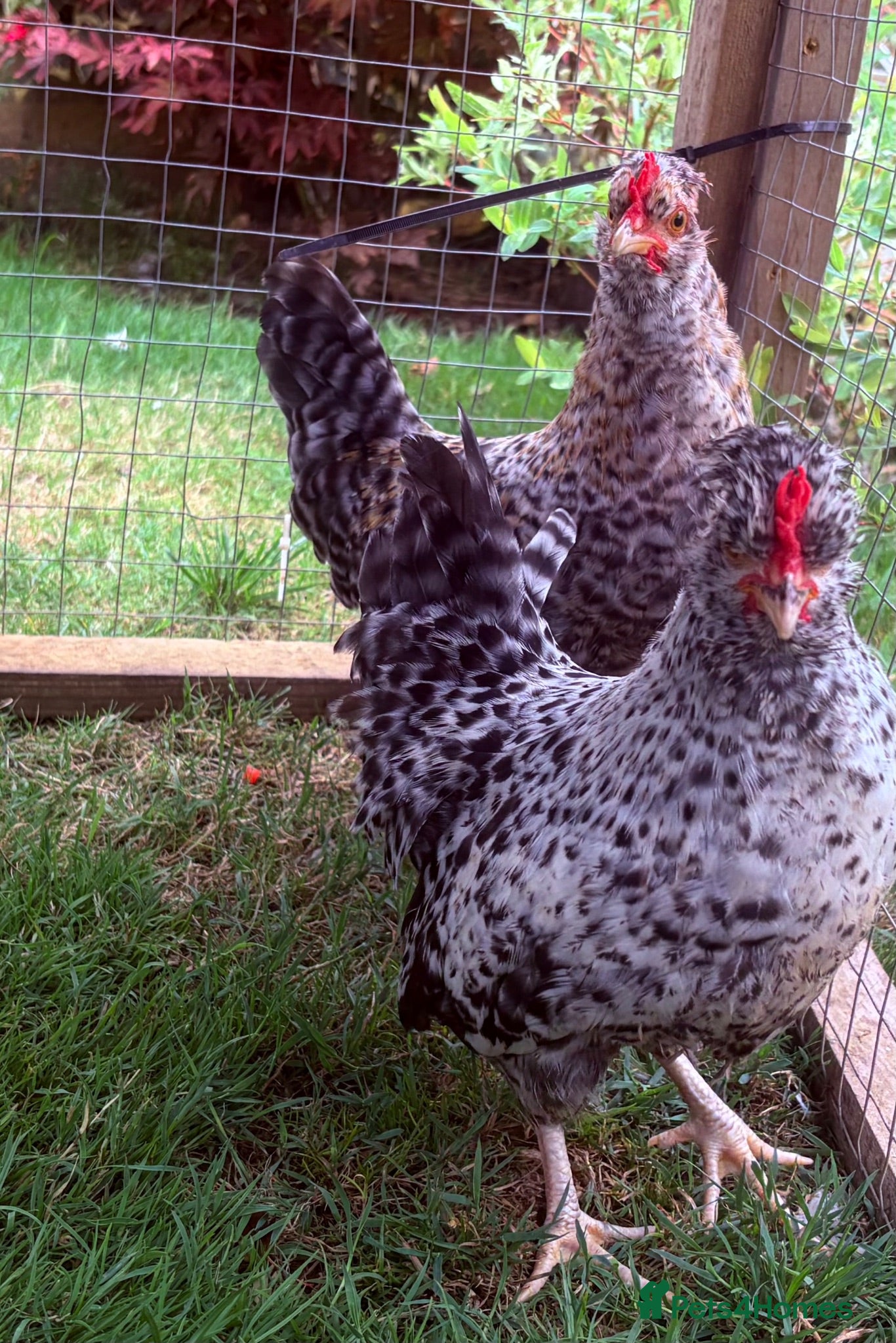 Chickens poultry Rooster  - Advert 1