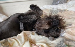 Miniature Schnauzer dogs for sale: Shadow - Image 12