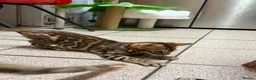 Bengal cats for sale: ❤️⭐️ Exceptional Bengal Male ⭐️❤️ - Advert 15
