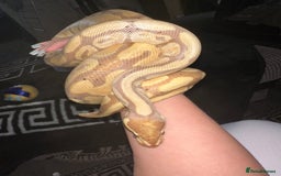 Python Snake reptiles for sale: Ball phython for sale  - Image 3