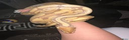 Python Snake reptiles for sale: Ball phython for sale  - Advert 3
