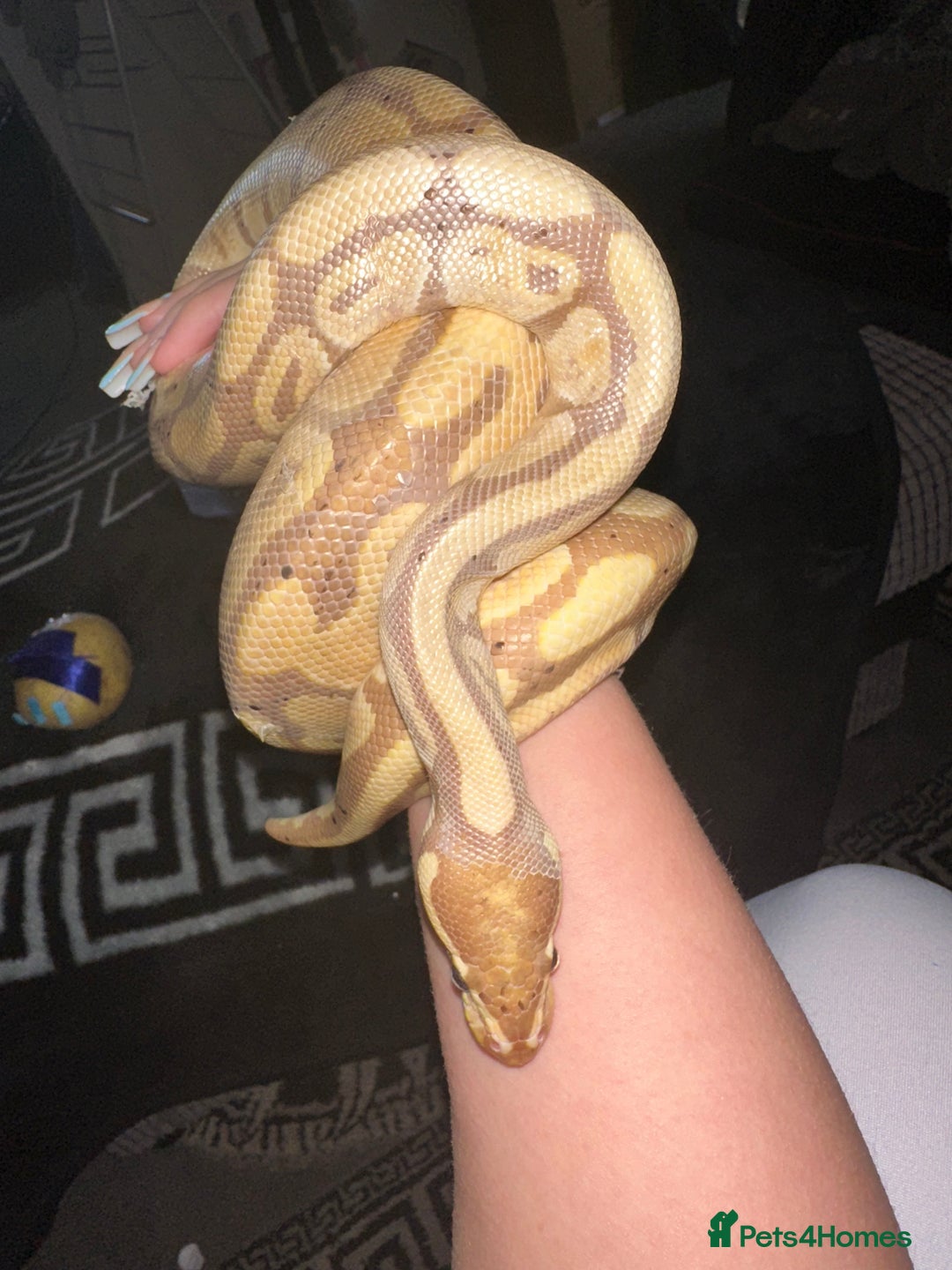 Python Snake reptiles for sale: Ball phython for sale  - Image 3