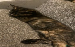 Bengal cats for sale: Half Bengal kittens - Image 3