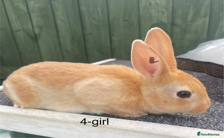 Rex rabbits - Advert 14
