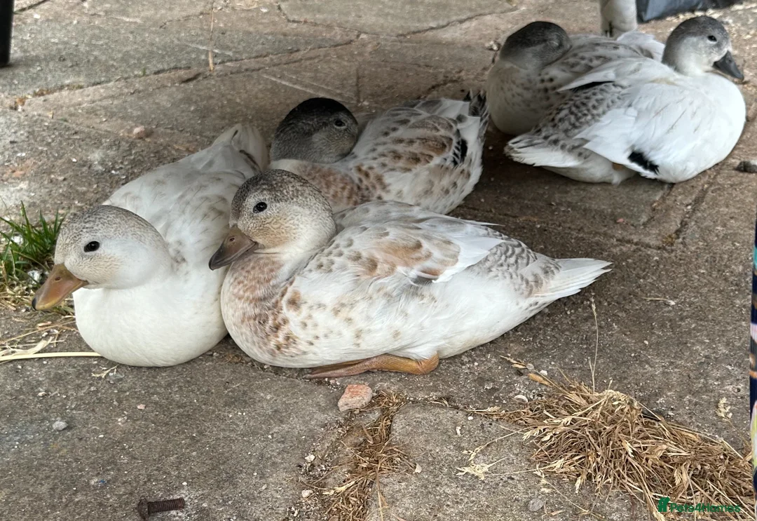 Ducks poultry for sale: Abacot Call Duck Hatching Eggs in Worcester - Advert 2