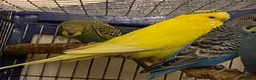 Budgerigars birds for sale: 7 Budgies for sale  - Advert 8