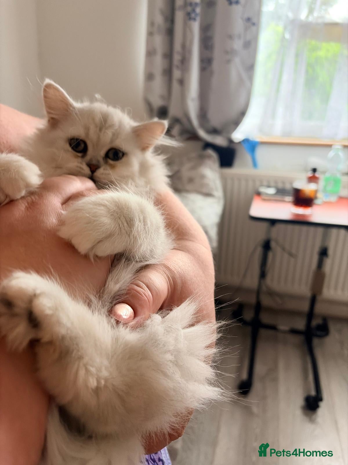Persian cats Persian Chinchilla Kittens READY for Loving Homes - Advert 2