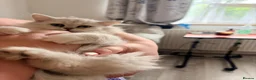 Persian cats for sale: Persian Chinchilla Kittens READY for Loving Homes - Advert 2