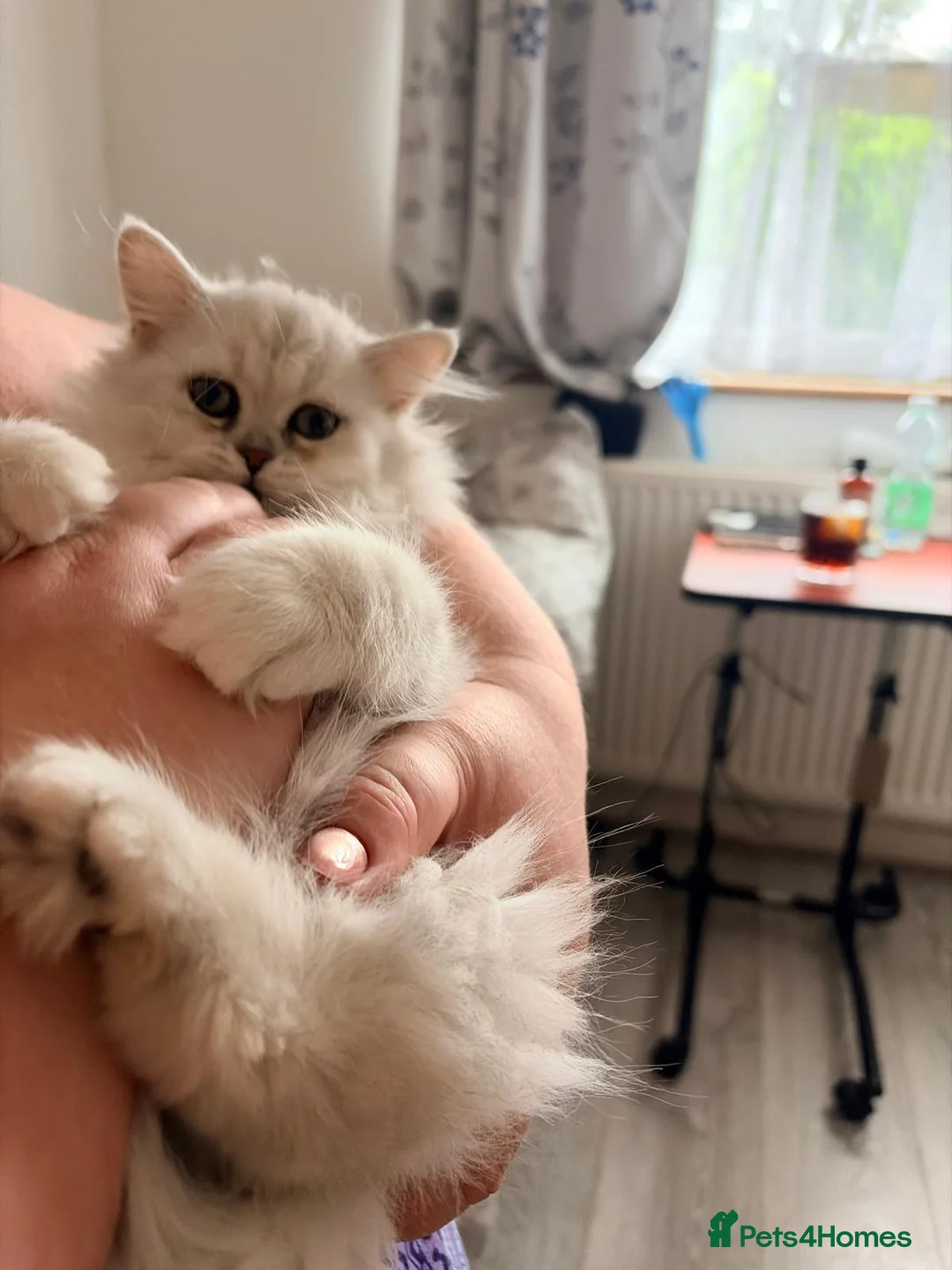 Persian cats for sale: Persian Chinchilla Kittens READY for Loving Homes - Advert 2
