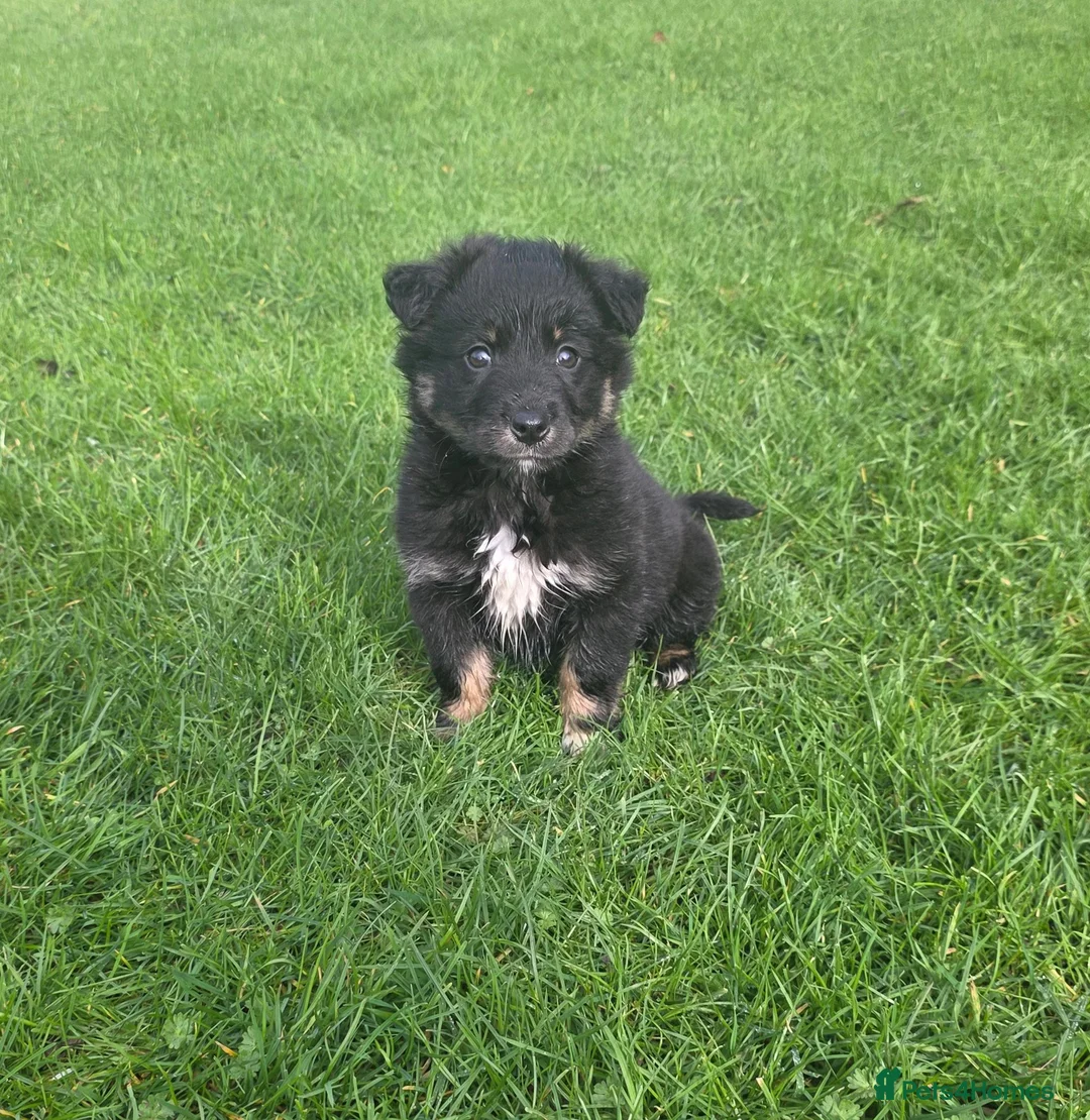 Golden Shepherd dogs for sale: Golden shepherd puppies  in Romford - Advert 11