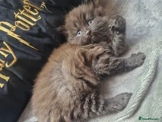British Shorthair cats Beautiful BSH x Bengal kittens - Advert 1