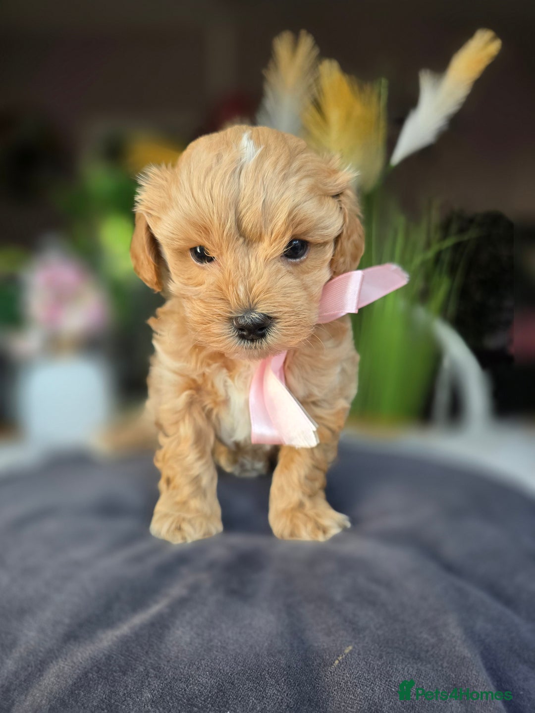 Maltipoo dogs for sale: LAST 🩷 BOY  looking forever home 🏡 😍  - Image 17