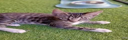 Maine Coon cats for sale: Maine Coon BOY with stunning markings - Advert 2