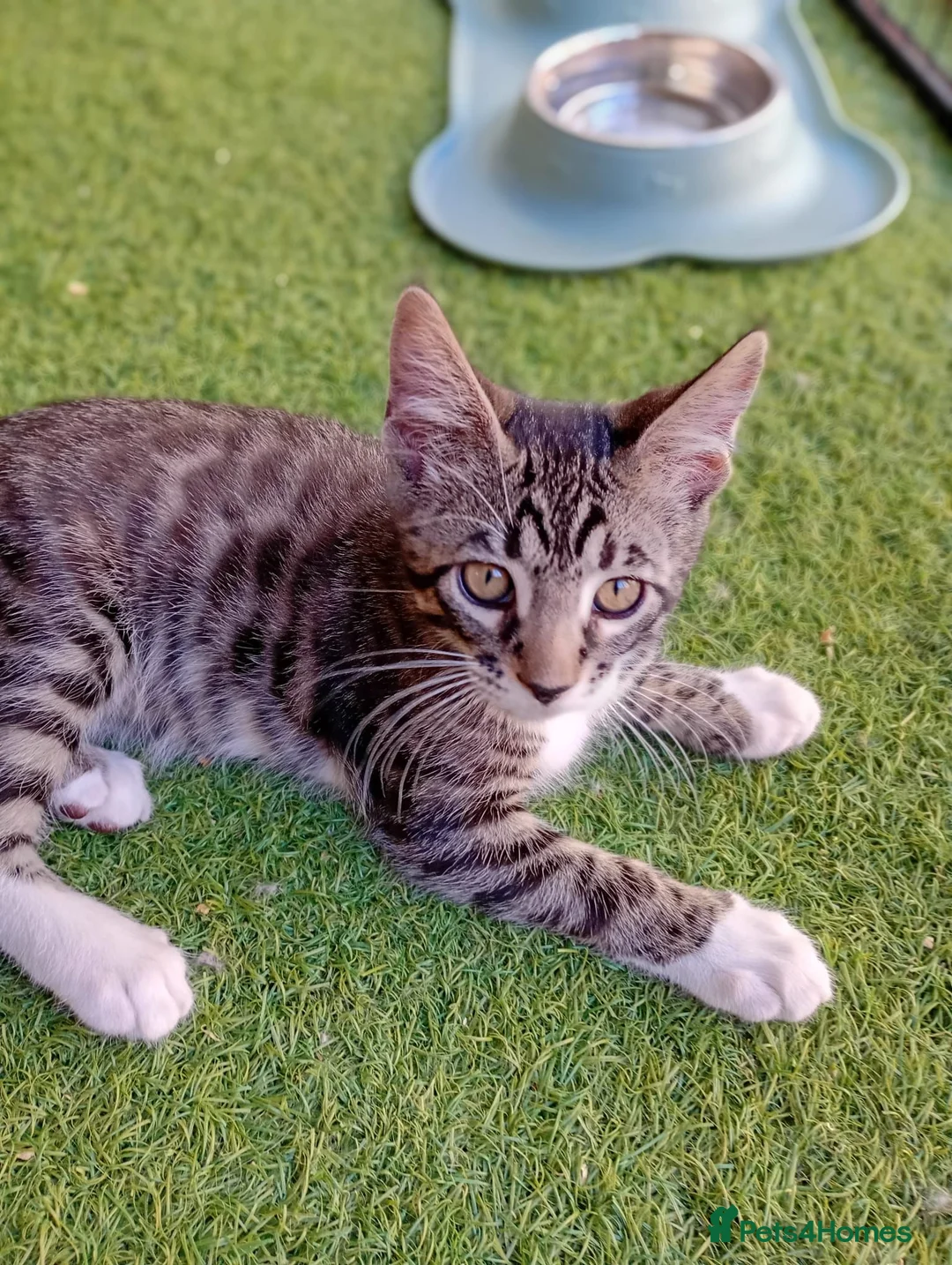 Maine Coon cats for sale: Maine Coon BOY with stunning markings - Advert 2
