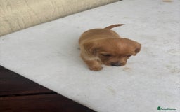 Mixed Breed dogs for sale: Lucus terrier cross toy poodle puppies - Advert 15