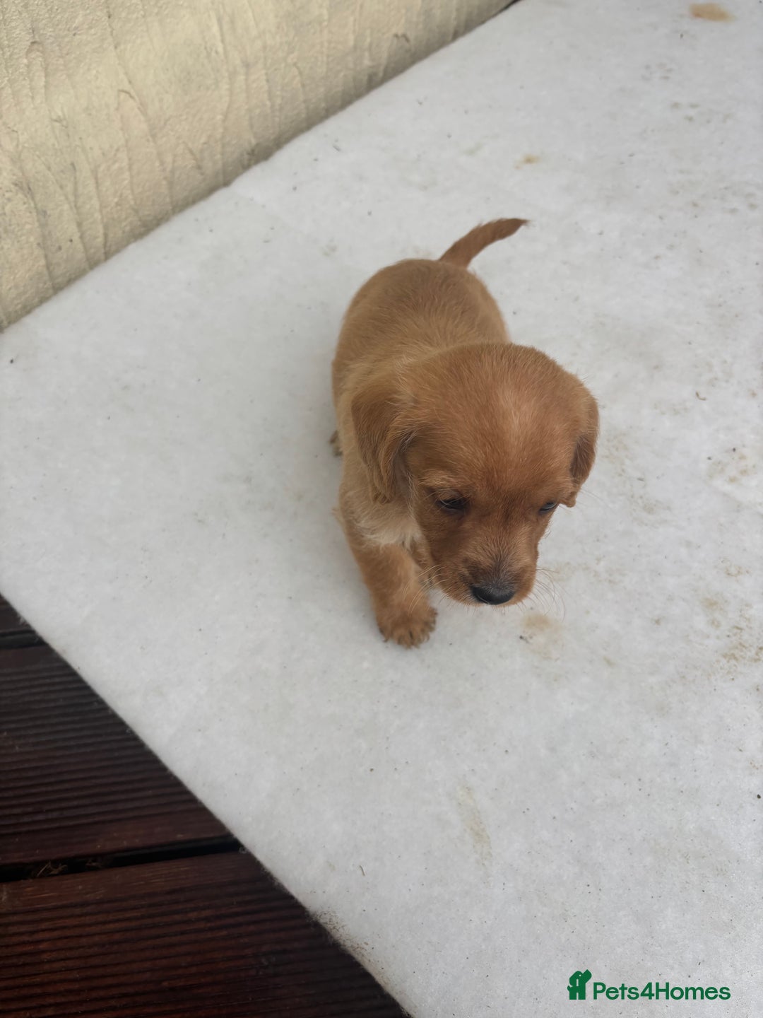 Mixed Breed dogs for sale: Lucus terrier cross toy poodle puppies - Advert 15