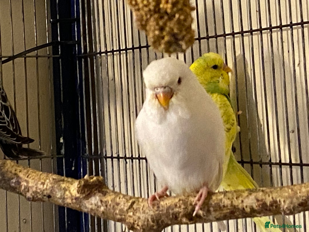 Budgerigars birds for sale: 7 Baby budgies for sale  - Advert 5