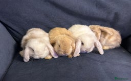 Mini Lop rabbits for sale: Mini Lop bunnies (3 Girls, 1 Boy) Ready to go - Image 2