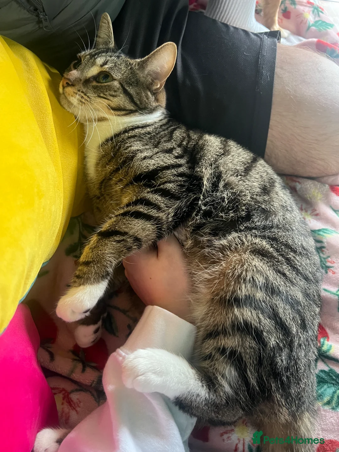 Mixed Breed cats for sale: Zula  - Advert 4
