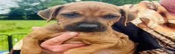 Rhodesian Ridgeback dogs for sale: A Distinctive Ridge, An Unforgettable Companions in Huddersfield - Advert 3