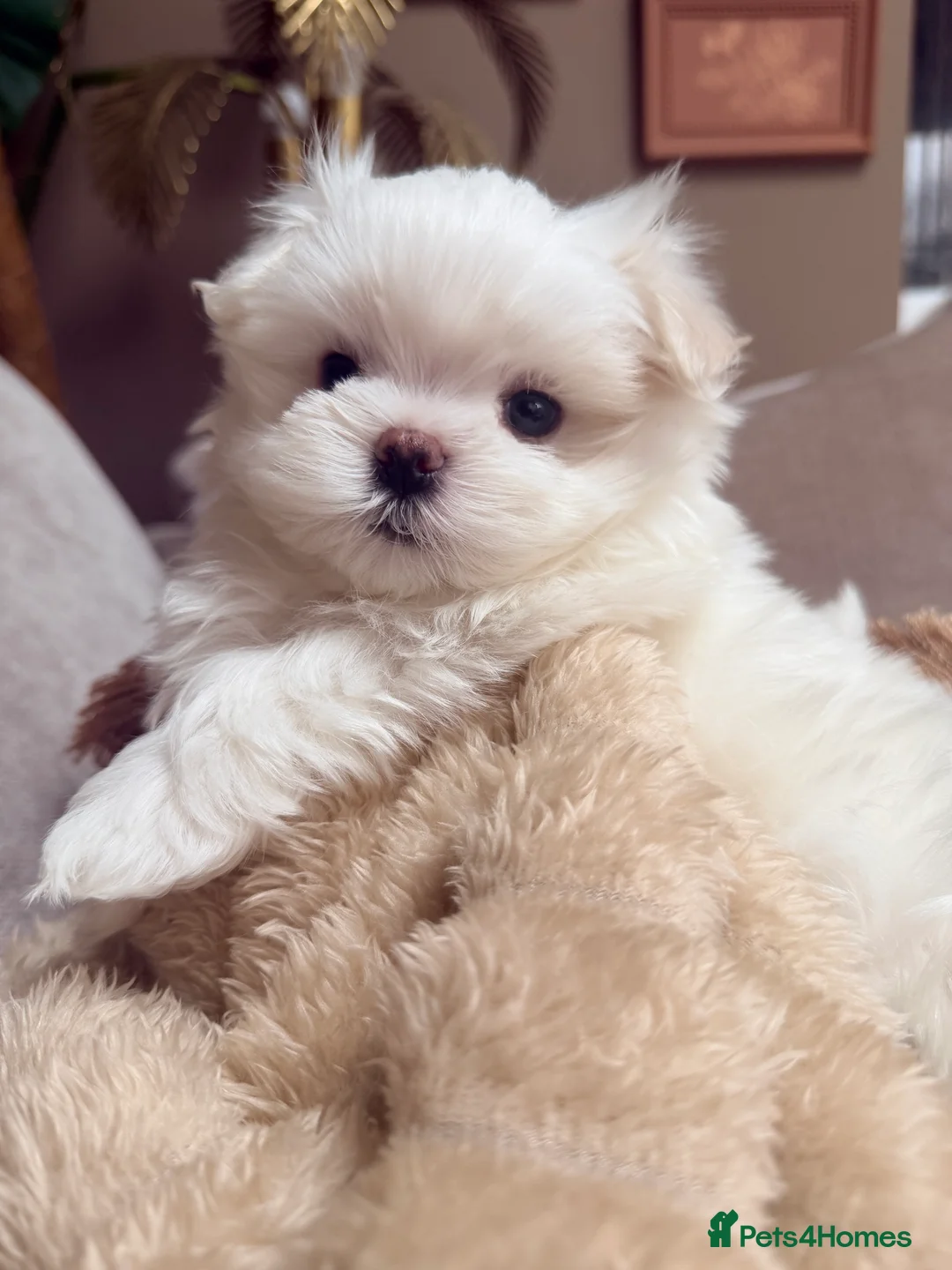 Maltese dogs for sale: Bambelina Full Korean Bloodline Maltese - Advert 15