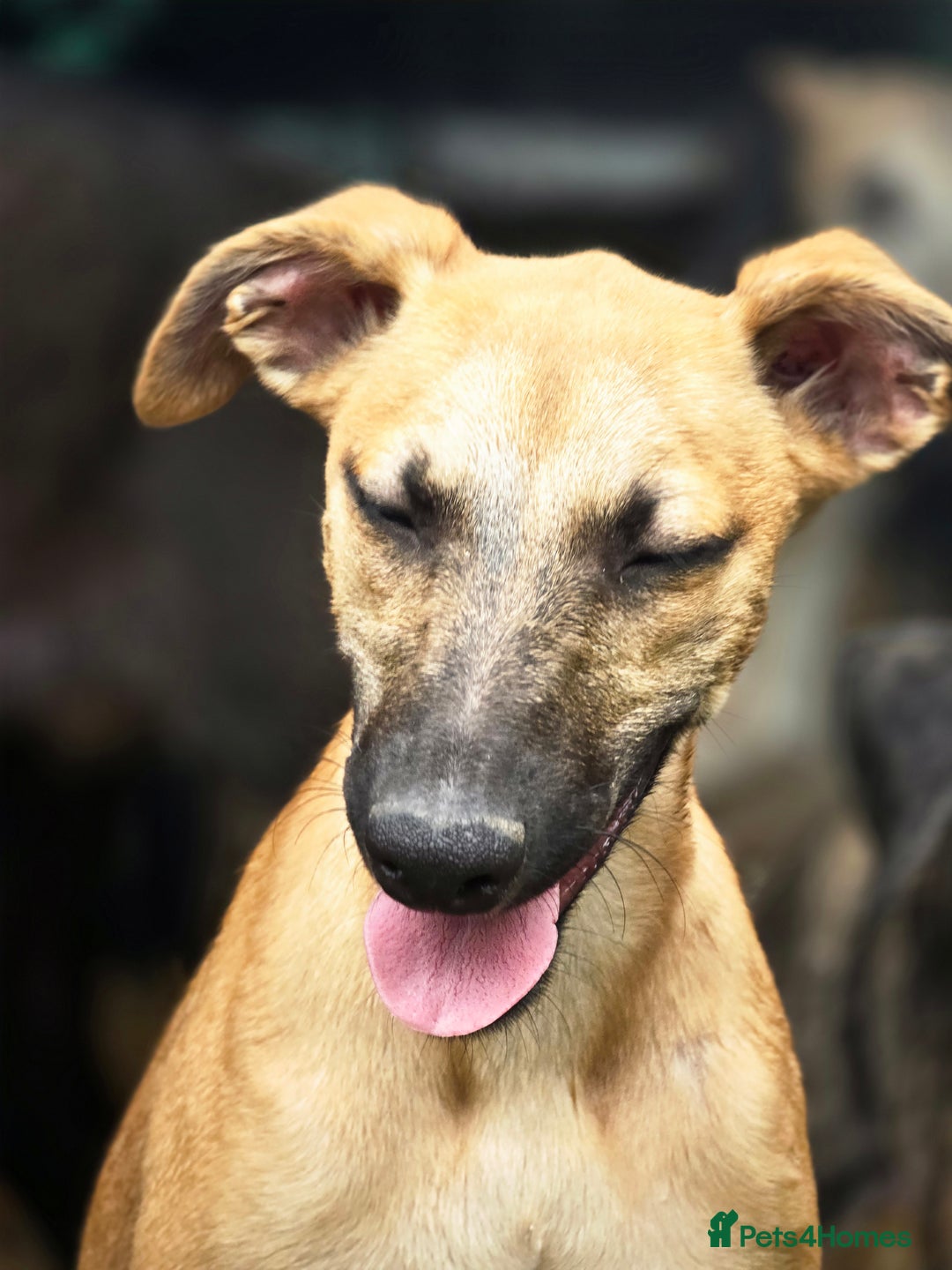Whippet dogs for sale: Kc reg whippet pup. Fawn female avialable in Warminster - Image 24