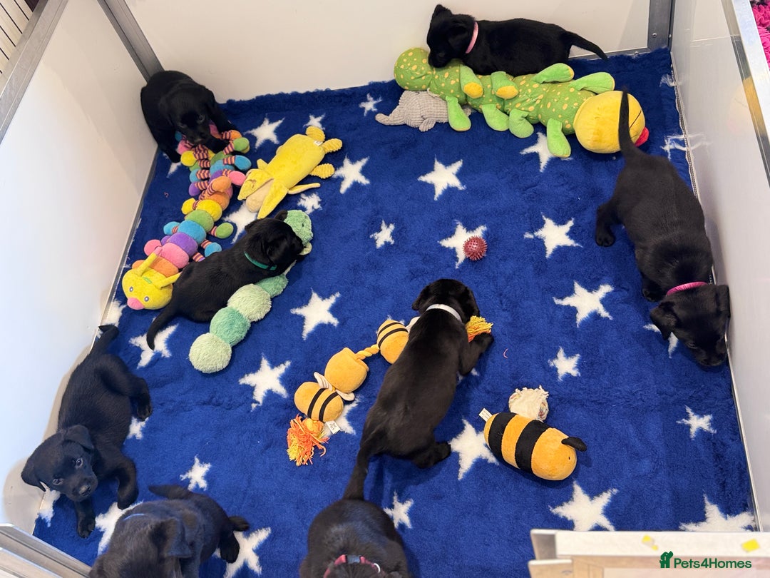 Labrador Retriever dogs for sale: Gorgeous KC Registered Labrador Retriever Puppies - Image 24