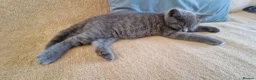 Mixed Breed cats for sale: British Shorthair cross Scottish  - Advert 4