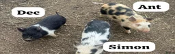 Pig livestock for sale: 🐷💙Meet Ant, Dec and Simon💙🐷 - Advert 1