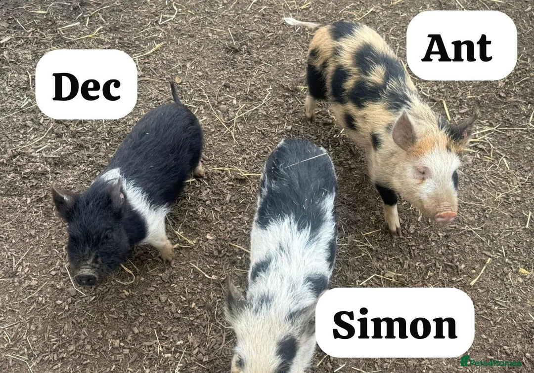Pig livestock for sale: 🐷💙Meet Ant, Dec and Simon💙🐷 - Advert 1