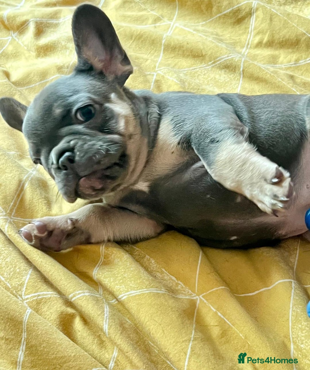 French Bulldog dogs for sale: French Bulldog 4 Boys and 3 girls  - Image 21