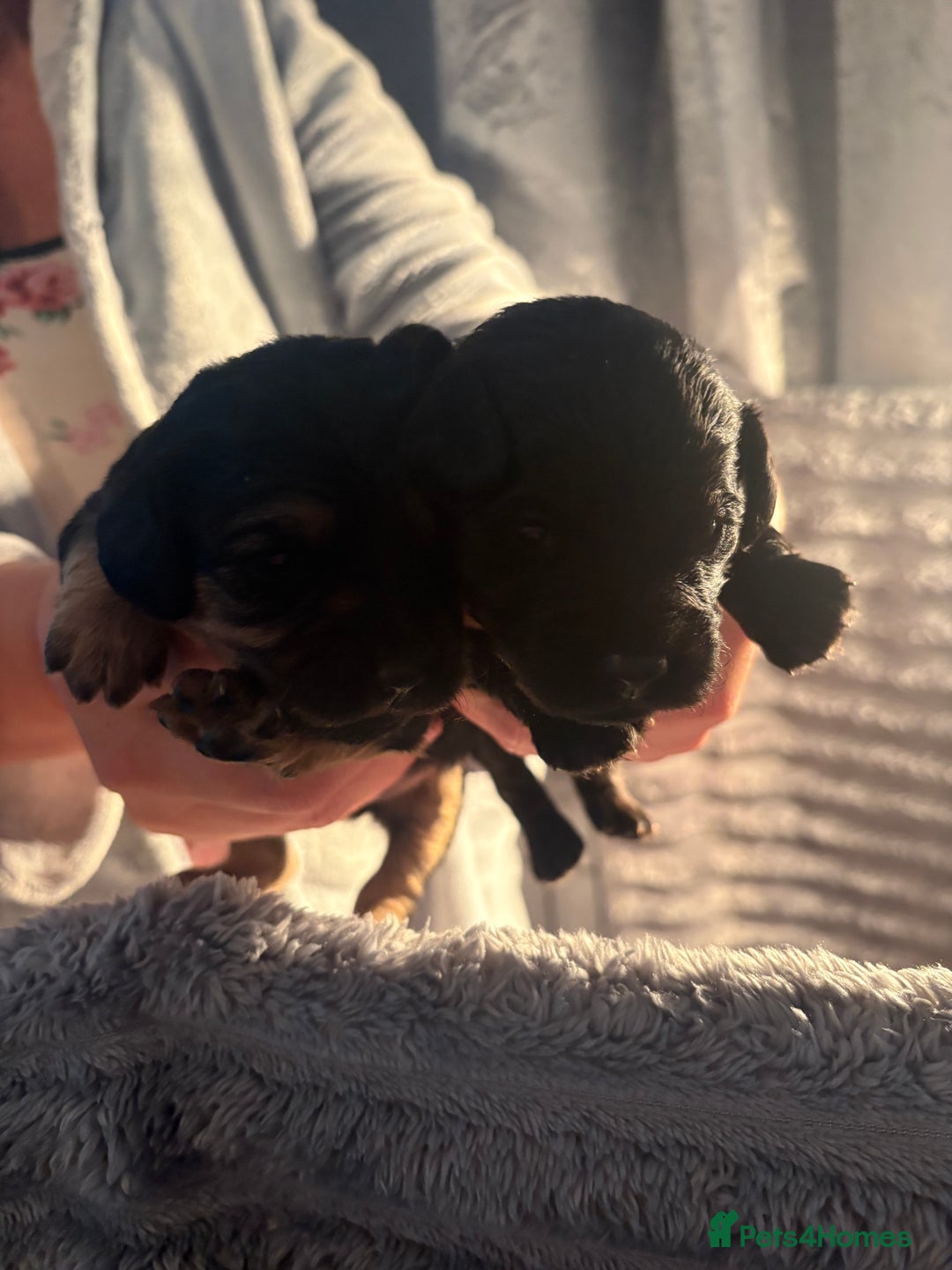 Cavapoochon dogs for sale: Cavapoochon puppies  - Image 3