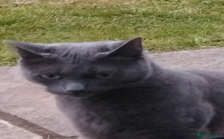 Russian Blue cats - Advert 1