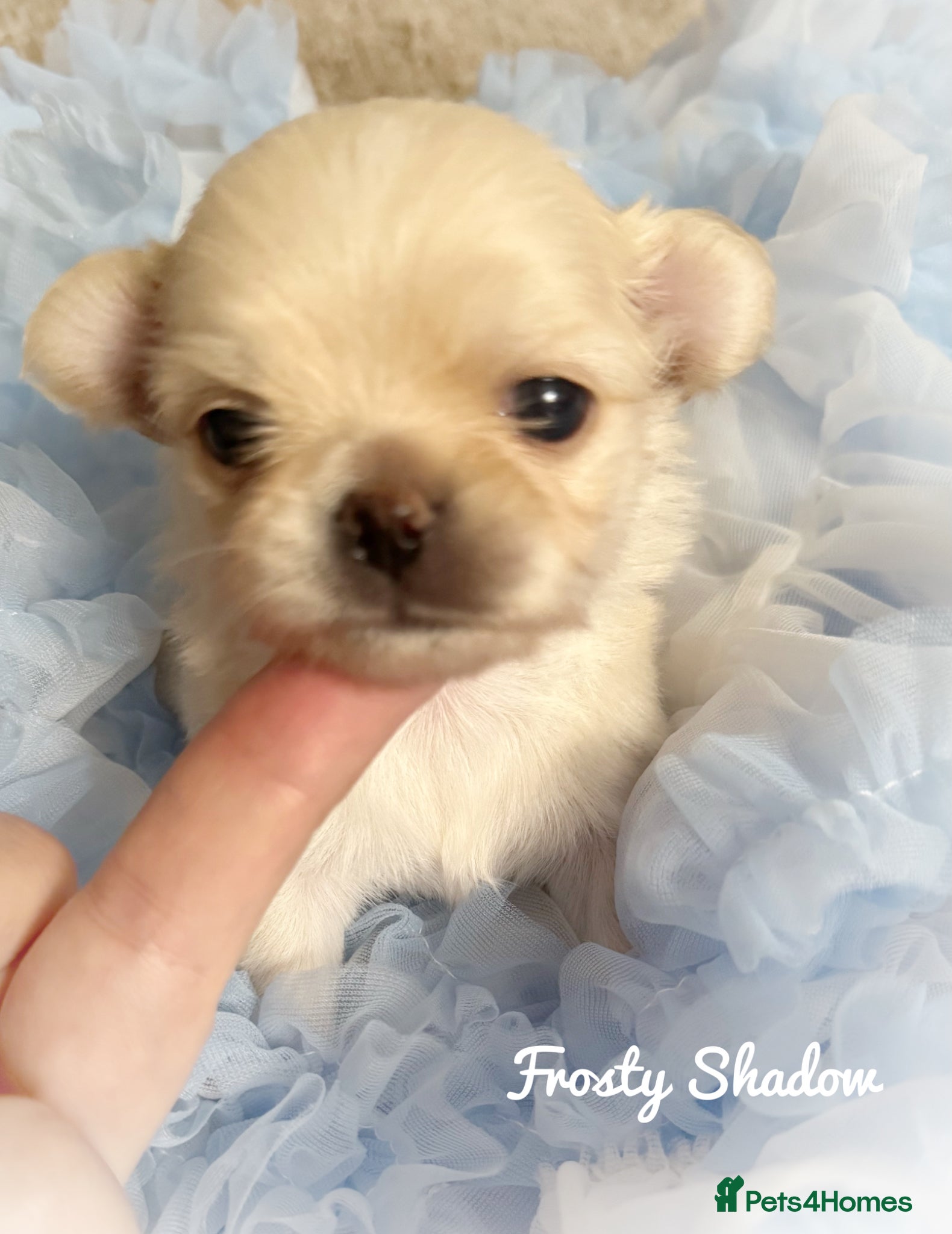 Chihuahua dogs KC long coat cream show line chihuahua puppies  - Advert 8