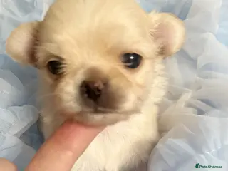 Chihuahua dogs KC long coat cream show line chihuahua puppies - Advert 8