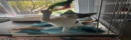 Domestic Shorthair cats for adoption: Keira - Adopt Cats in Crisis East London - Advert 4