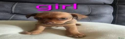 Chiweenie dogs for sale: Chiweenie puppies - Advert 10