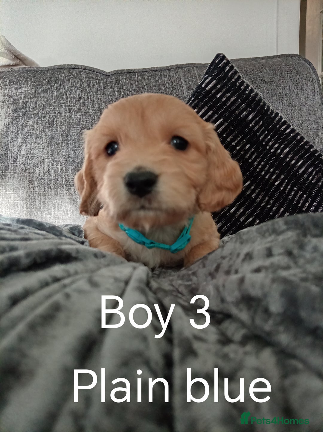 Cockapoo dogs for sale: 8 Beautiful Cockapoos puppies - Advert 31