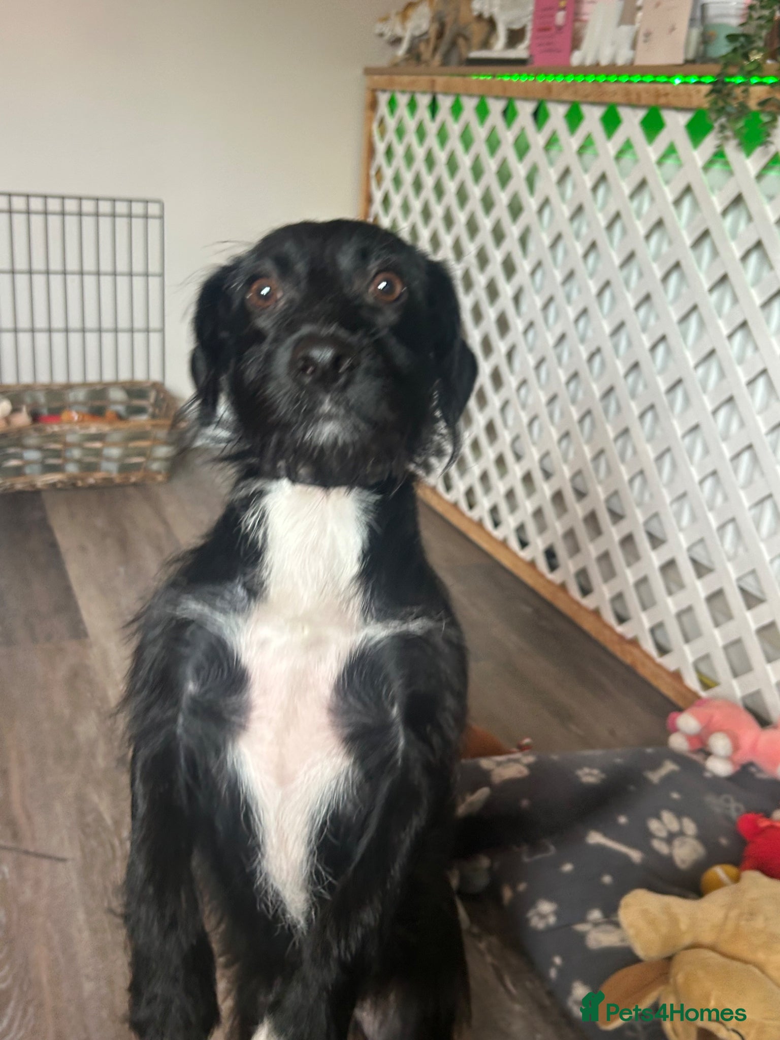 Mixed Breed dogs Daisy - Advert 1