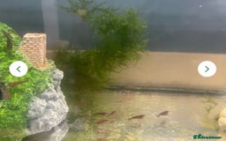 Shrimps fish for sale: Red/crystal red shrimps also baby guppies for sale - Image 3