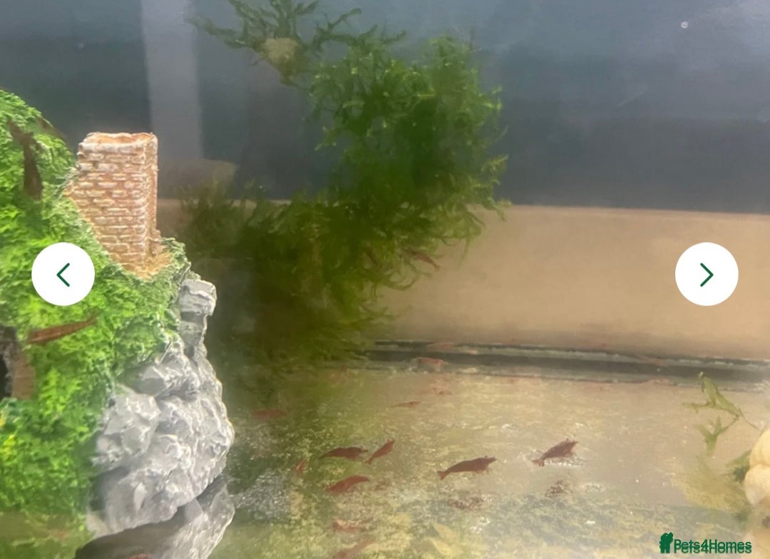 Shrimps fish for sale: Red/crystal red shrimps also baby guppies for sale - Image 3