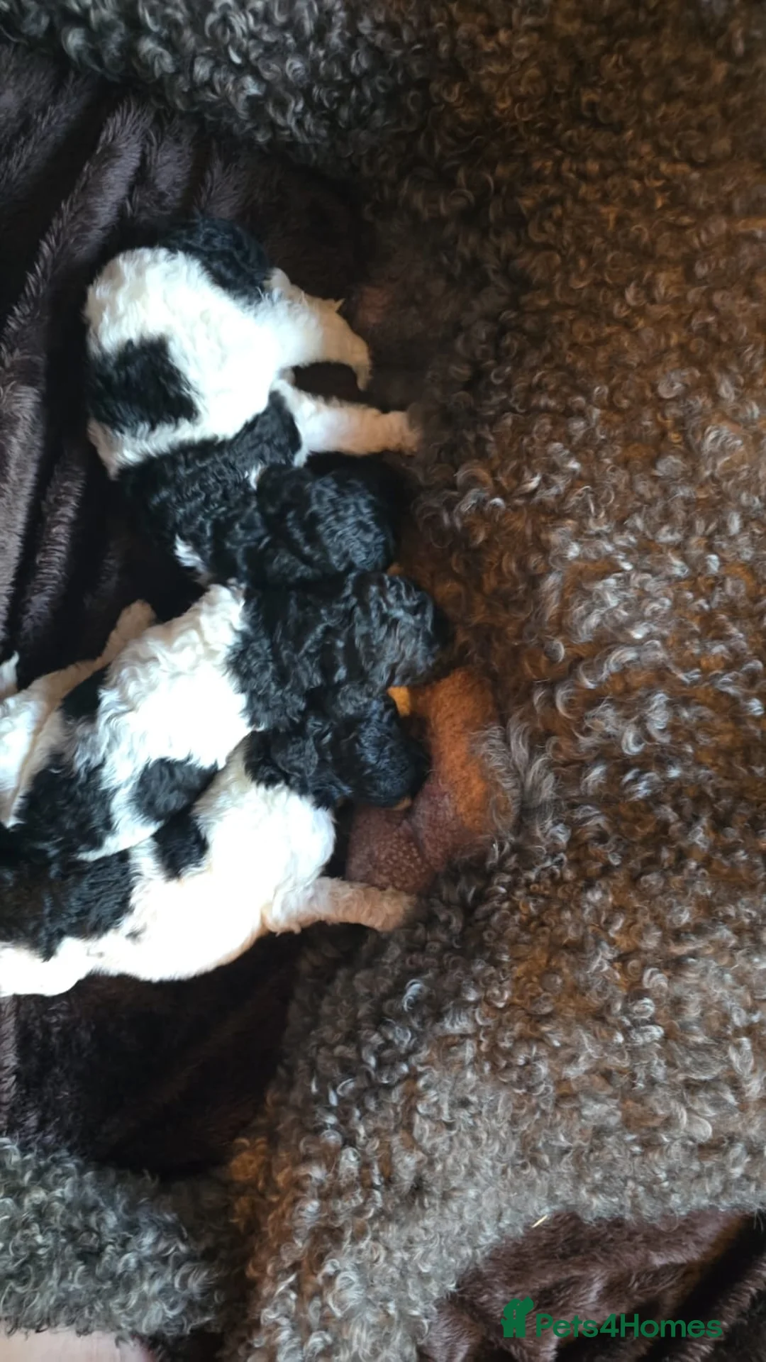 Standard Poodle dogs for stud: Brown & white parti standard poodle  - Advert 11