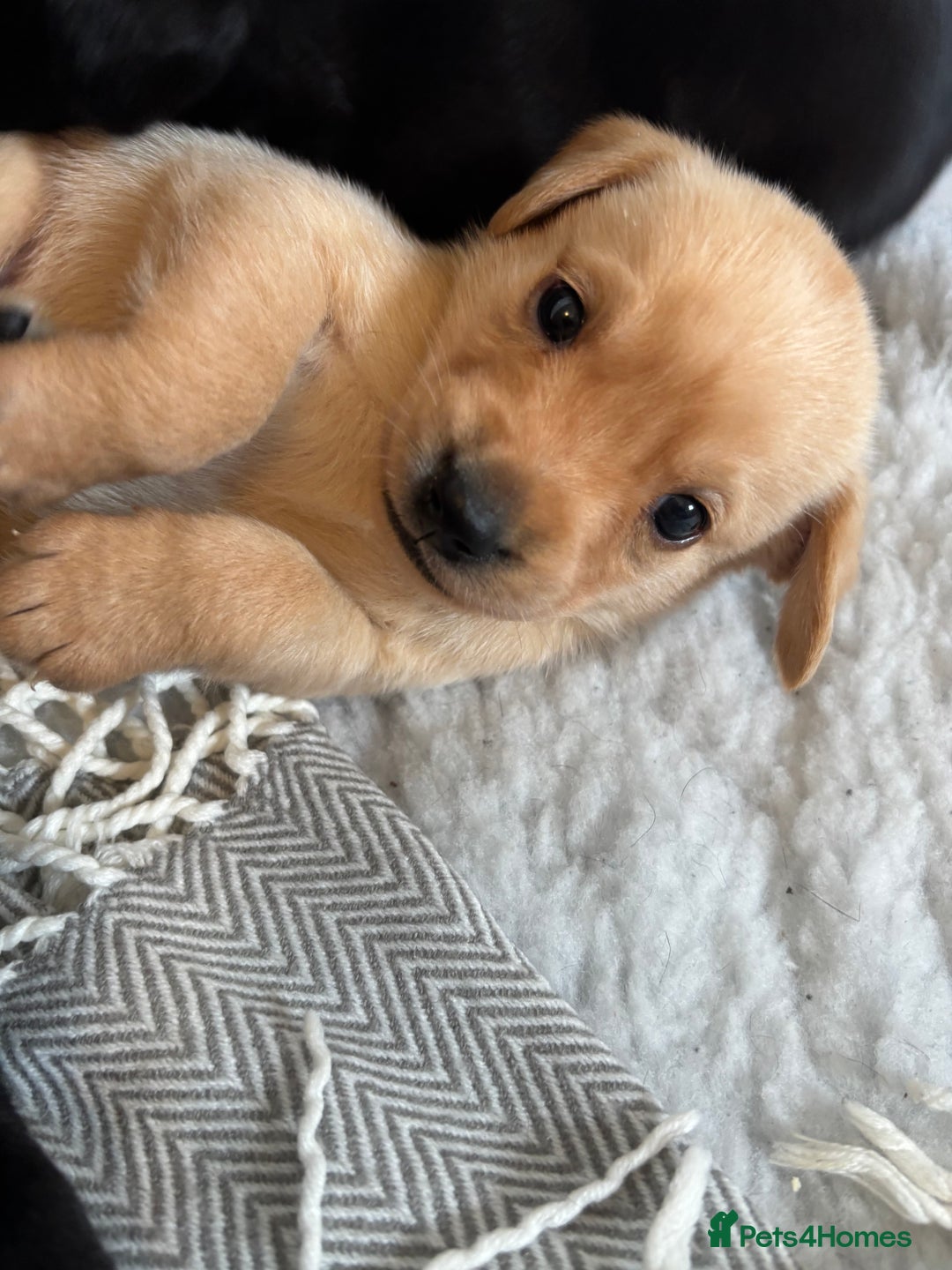 Labrador Retriever dogs for sale: 🐾 Labrador Retriever Puppies for Sale 🐾 - Image 8