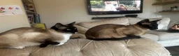 Ragamese cats for sale: Ragdoll Siamese Kittens in Aylesford - Advert 2